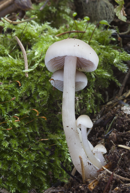 Psathyrella papyracea